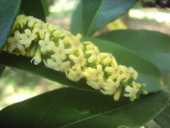 Citharexylum montevidense