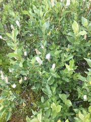 Salix commutata