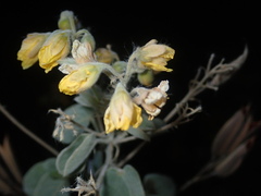 Senna durangensis