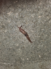 Ambigolimax valentianus