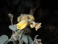 Senna durangensis