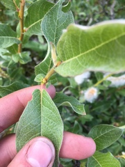 Salix commutata