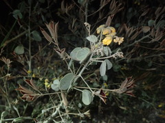 Senna durangensis