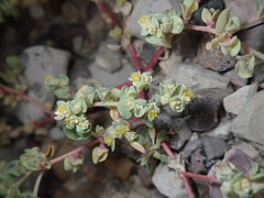 Tidestromia carnosa