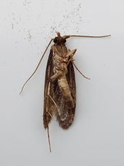 Lindera tessellatella