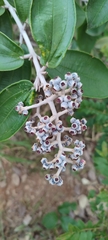 Miconia albicans