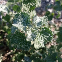 Marrubium