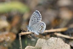 Pseudophilotes baton