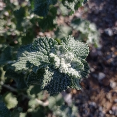 Marrubium
