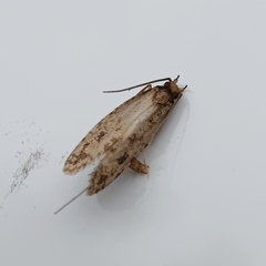 Lindera tessellatella