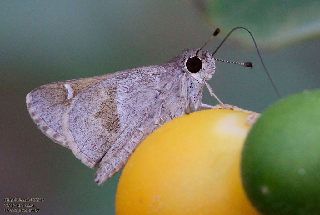 Olive-clouded Skipper