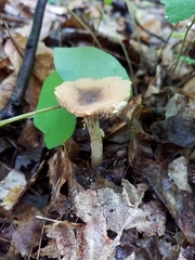 Agrocybe acericola