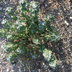 Marrubium