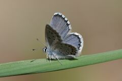 Pseudophilotes baton