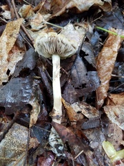 Agrocybe acericola