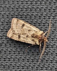 Agrotis