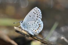 Pseudophilotes baton