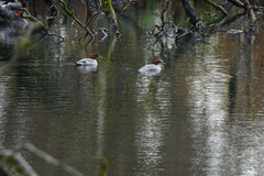 Mergus merganser