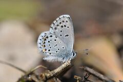 Pseudophilotes baton