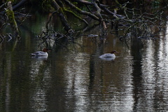 Mergus merganser
