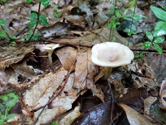 Clitocybe