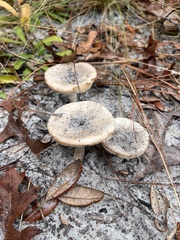 Amanita