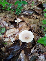 Clitocybe