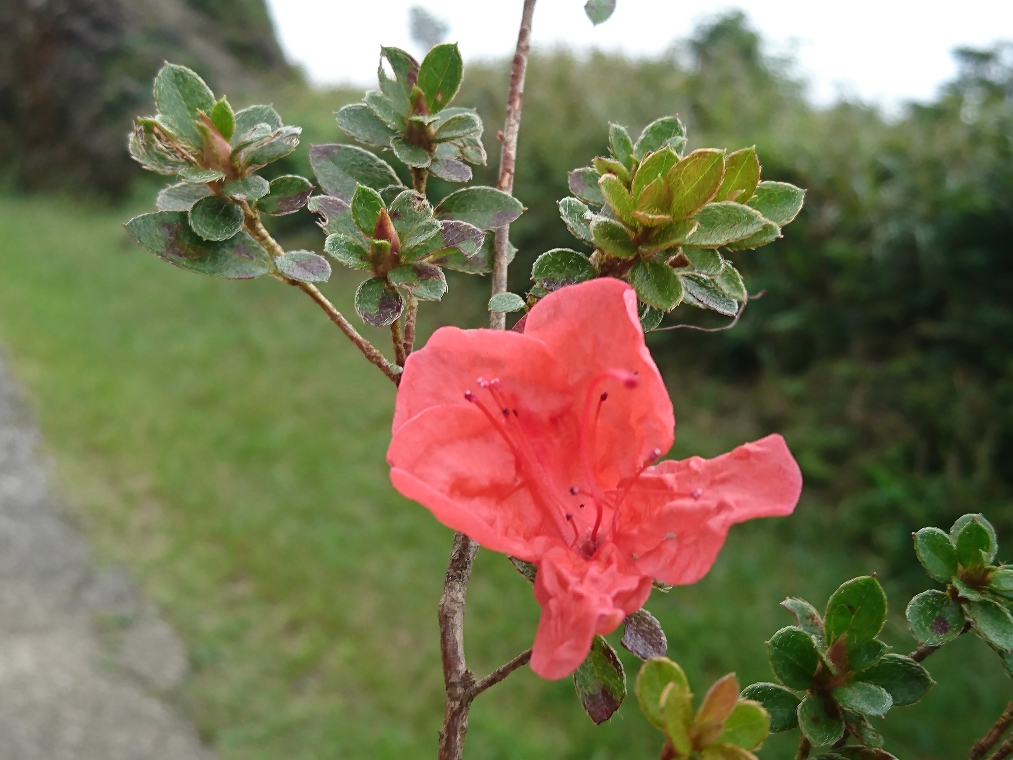 Rhododendron nakaharai  iNaturalist