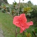 Rhododendron nakaharai - Photo (c) Li-peng Hsu, μερικά δικαιώματα διατηρούνται (CC BY-NC), uploaded by Li-peng Hsu