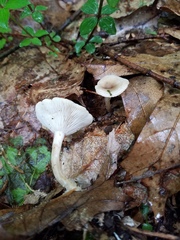 Clitocybe