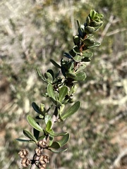 Ceanothus cuneatus
