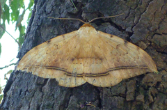 Hypopyra megalesia