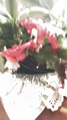 Schlumbergera truncata