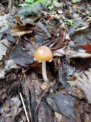 Psathyrella kauffmanii