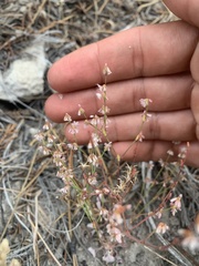 Eriogonum vimineum