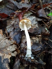 Psathyrella kauffmanii