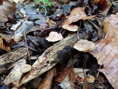 Lentinellus subaustralis