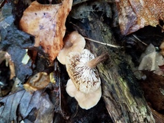 Lentinellus subaustralis