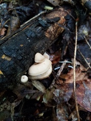 Lentinellus subaustralis