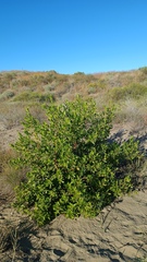 Conocarpus erectus
