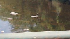 Nannopterum brasilianum