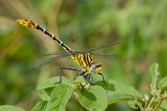 Dromogomphus spoliatus
