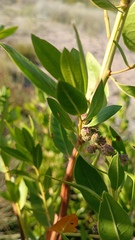 Conocarpus erectus