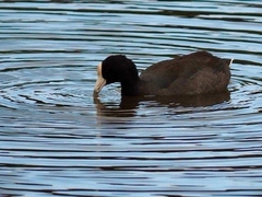 Fulica alai
