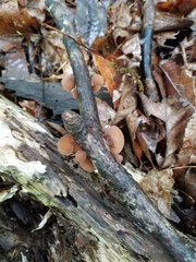 Auricularia angiospermarum