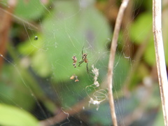 Trichonephila clavipes