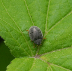 Epilachna tenebricosa