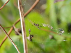 Trichonephila clavipes