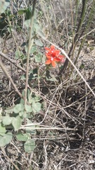 Oxypetalum coccineum