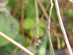 Trichonephila clavipes
